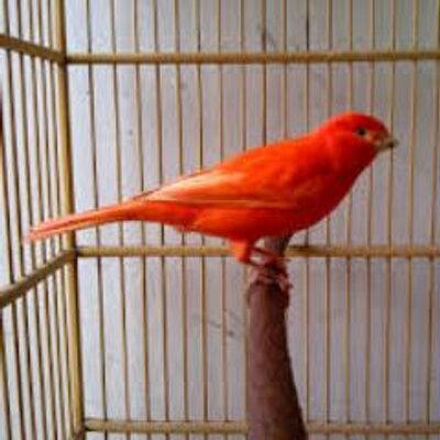 Jual Burung Kicau Jb Burung Kicau Twitter
