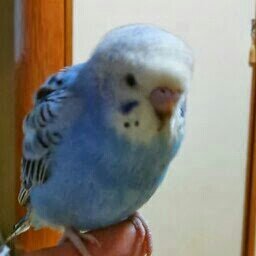 arefuafutu's profile picture. マイペース～で行きますよ～♪