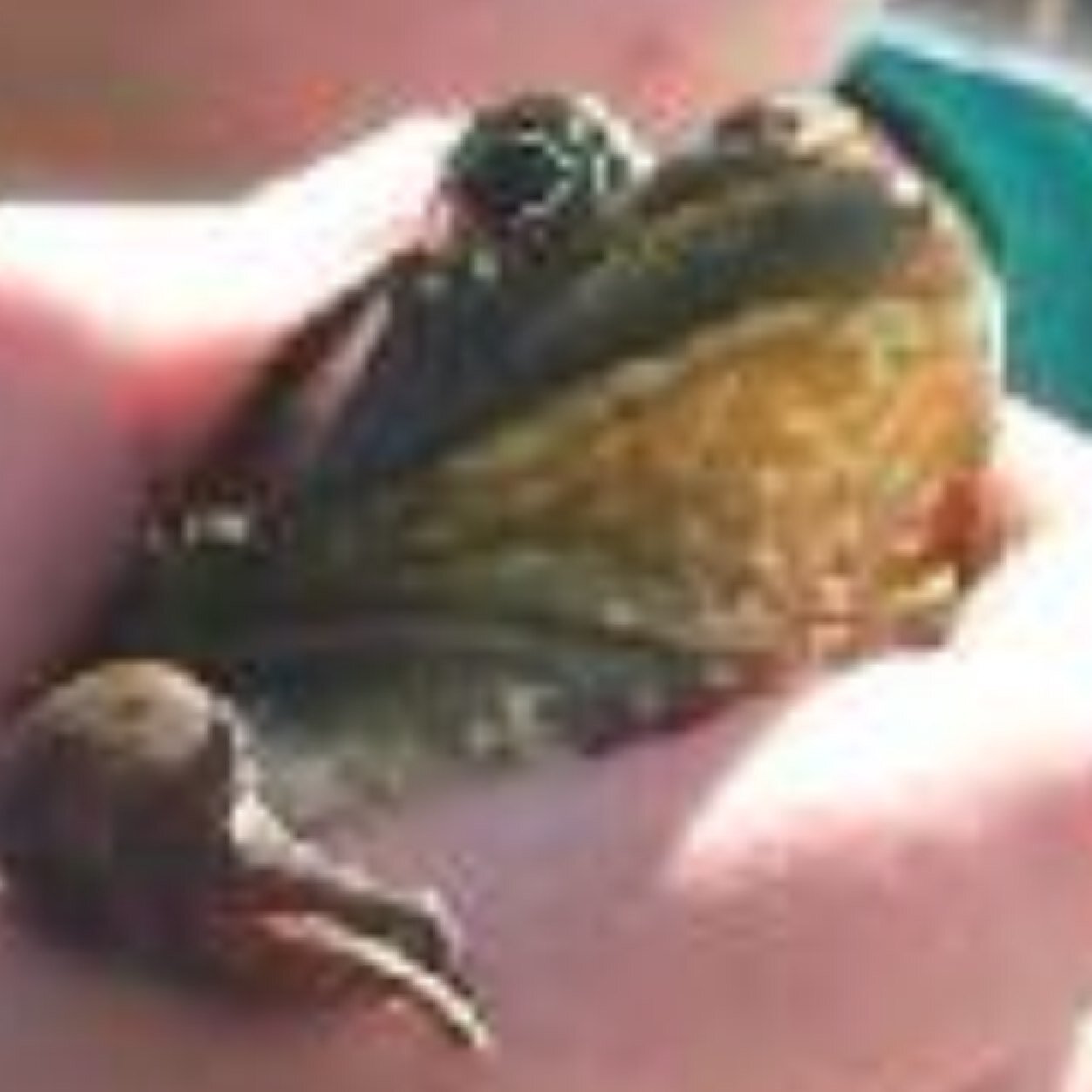 actulyprincis's profile picture. 