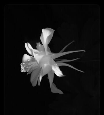 beaubellebotany's profile picture. Tell it to the Bees.

Diverse Collective Team of
Plant Growers/Artisans/Mst Builders.
Passion & care for UK Wildflowers/Pollinators/Habitat