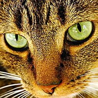 murzagolieva_k's profile picture. 