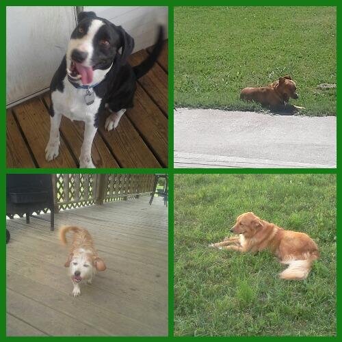 Momma to 4 fur babies,work multiple jobs from home.Been with my husband 34yrs this April, &married to him 26yrs this December.Owner of Big Mouth Blogging.