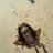 chicalapiedra's profile image