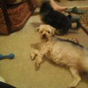 ellen rose dickens - @dickens_ellen - Twitter