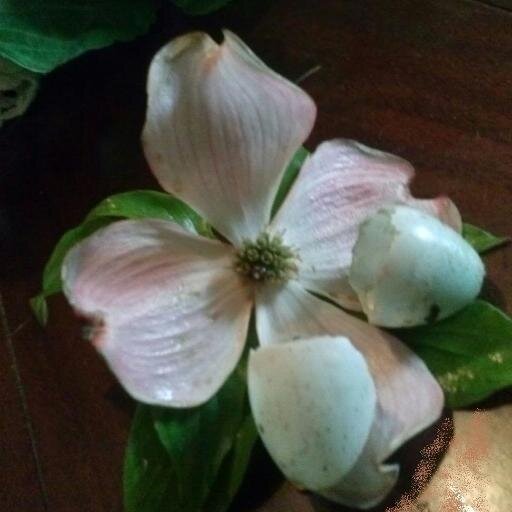 realrobinjones's profile picture. By God's sweet, redeeming Grace, I am an unmitigated Jesus Freak, Mother of three, Wife of Noble Character, and Writer.