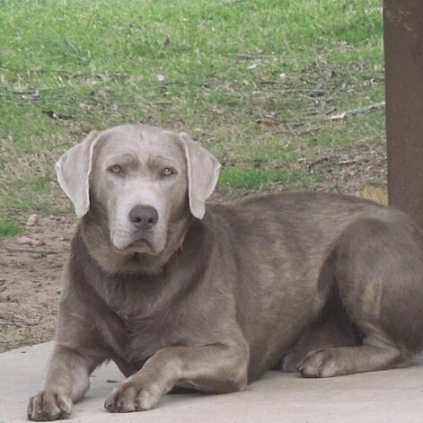 SilverLabsTexas's profile picture. 