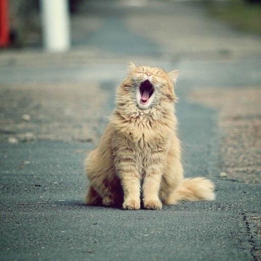 милый домашний  кот