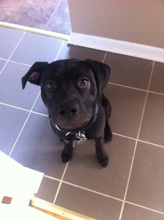 avoiceforstaten's profile picture. Just a girl and her dog trying to change the world together. ANTI BSL, PRO PITTY