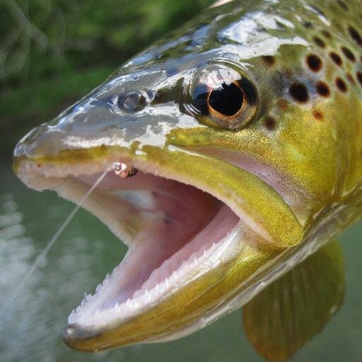 Aquatic Habitat (@aquatic_habitat) | Twitter