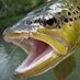 Aquatic Habitat (@aquatic_habitat) Twitter profile photo Aquatic Habitat (@aquatic_habitat) Twitter profile photo