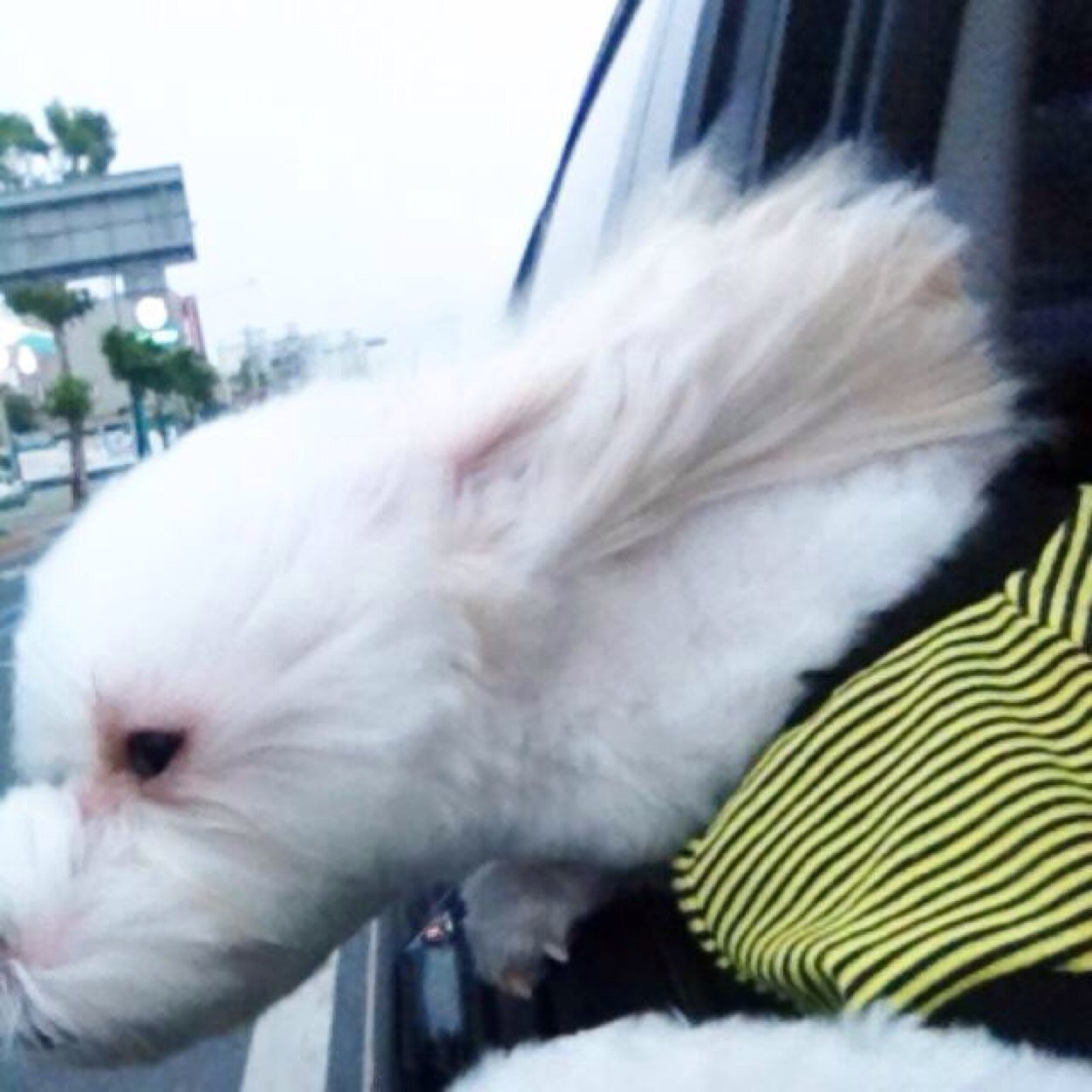 SHL6580's profile picture. 대한민국이란나라에태어난걸후회한걸30대중반을넘고난뒤40대에바라볼나이에우리나라가민주적이지않다는걸알았다세월호때문에아무괸련없는국민들마저도원통해매일울었다이나라의소명의식이란게존재하나?동물,사람도살수있는나라을 만들어줄순없니?!동물사랑 유기묘 유기견 사지말고 입양하세요~~