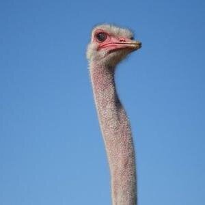 Fuck you I am a Ostrich