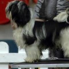I'm a dog show handler