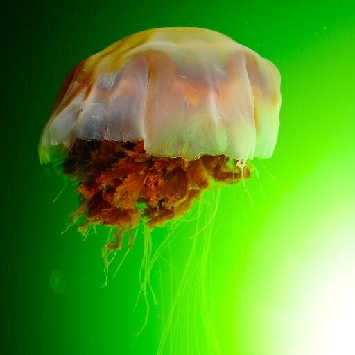 Marine Art & Photo is an online gallery and exchange offering a venue for artists and photographers to display and sell their work.