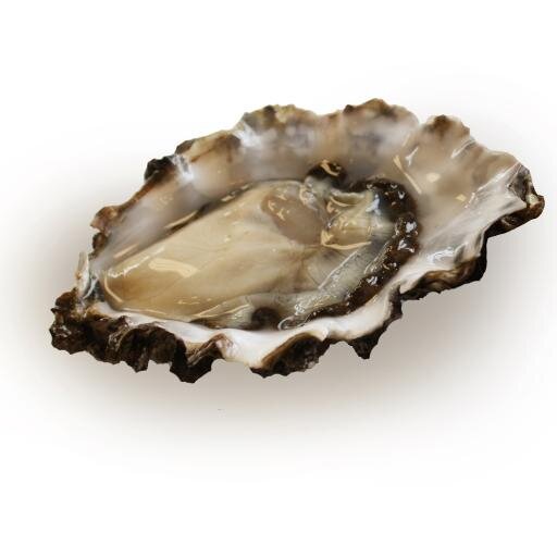BCOysterGuide's profile picture. A directory of BC oysters, events and resources at your fingertips, website and mobile app available as free download for iOS and Android devices.