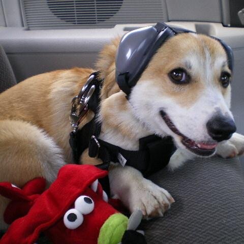 mutt muffs hund