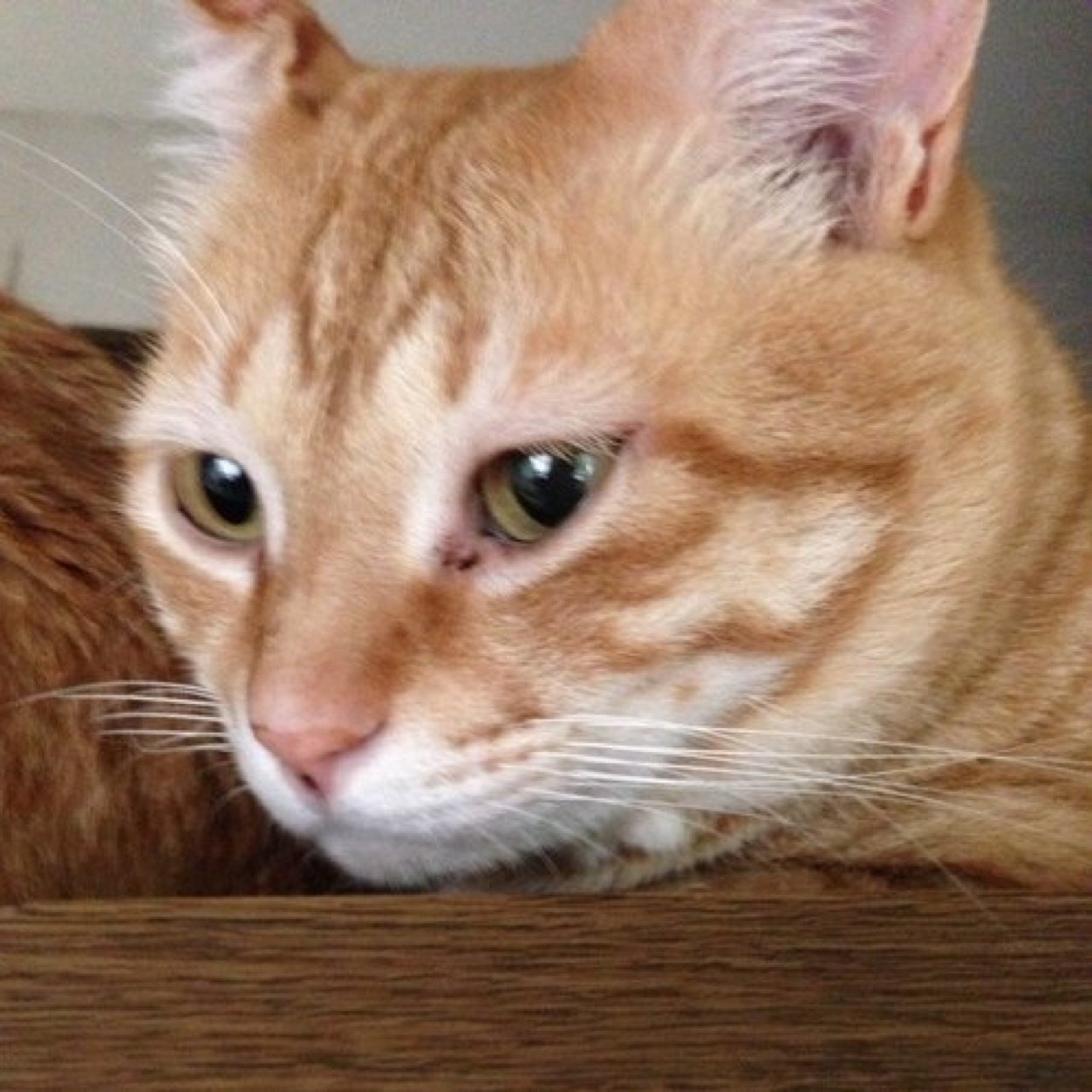 SEAhiTOmiBIRD's profile picture. お笑い(🏙️🌃🐟🐴)/⚾️Tokyo Yakult Swallows#ALL/KAT-TUN/Kis-My-Ft2(橙)/⚾️Fighters#9/ゲーム実況/🏐volleyball/QMA