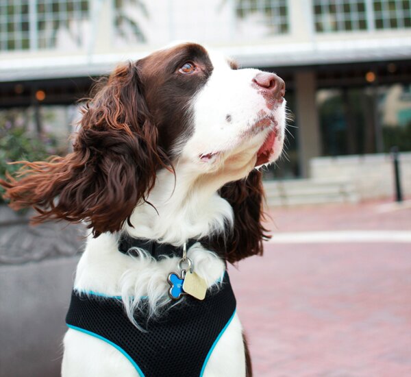 watsonspeak's profile picture. 