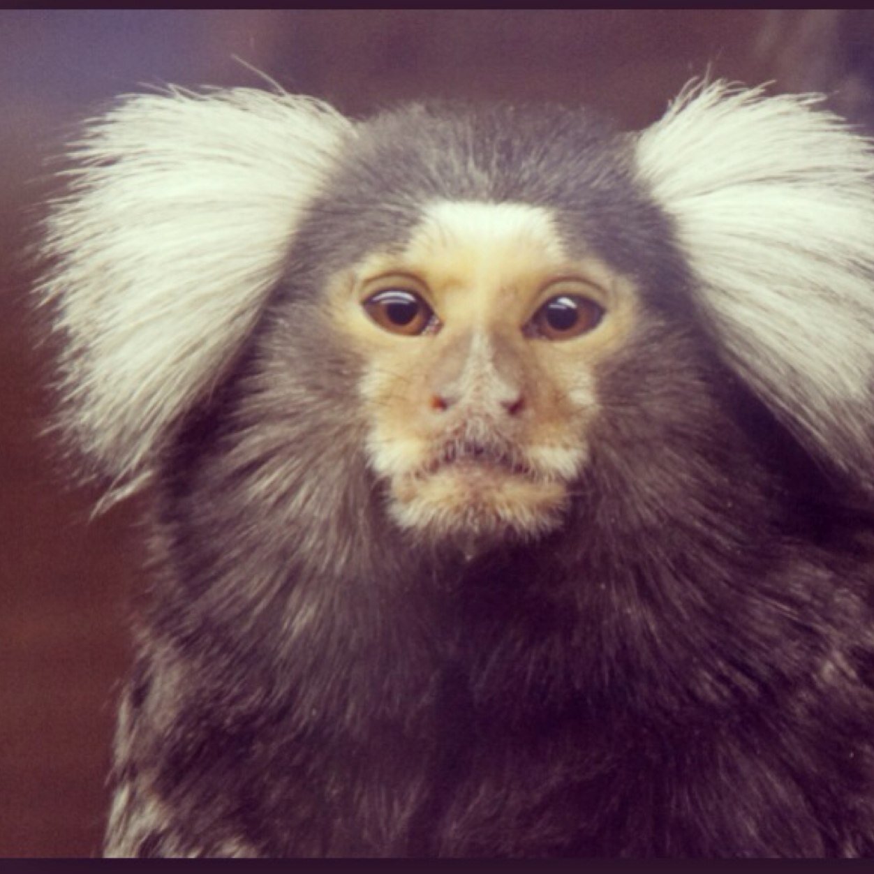 Help find Binky The Marmoset...
Also read @Dannywallace 's 
'Who Is Tom Ditto?'