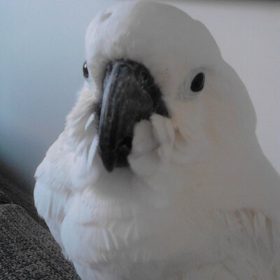 DraganaJoncic's profile image