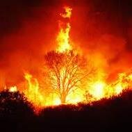 Deforestation18's profile picture. 