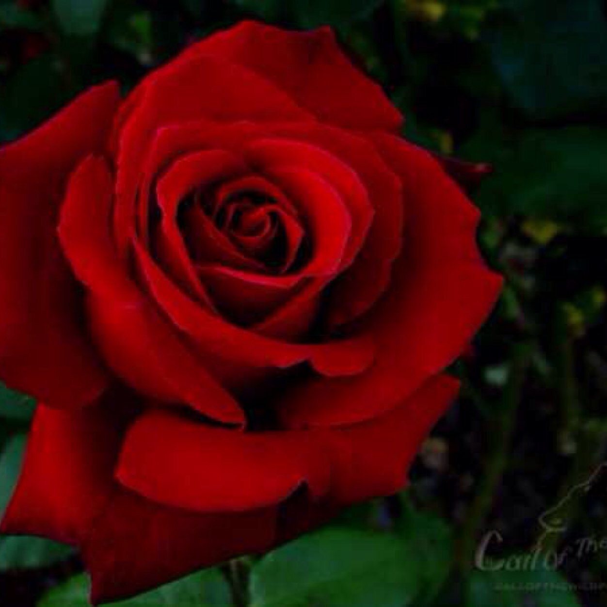 fasaaail's profile picture. 