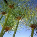 Susan Macfarlane - @camzileus - Twitter