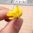 Helen Grey - @marianagrey6 - Twitter