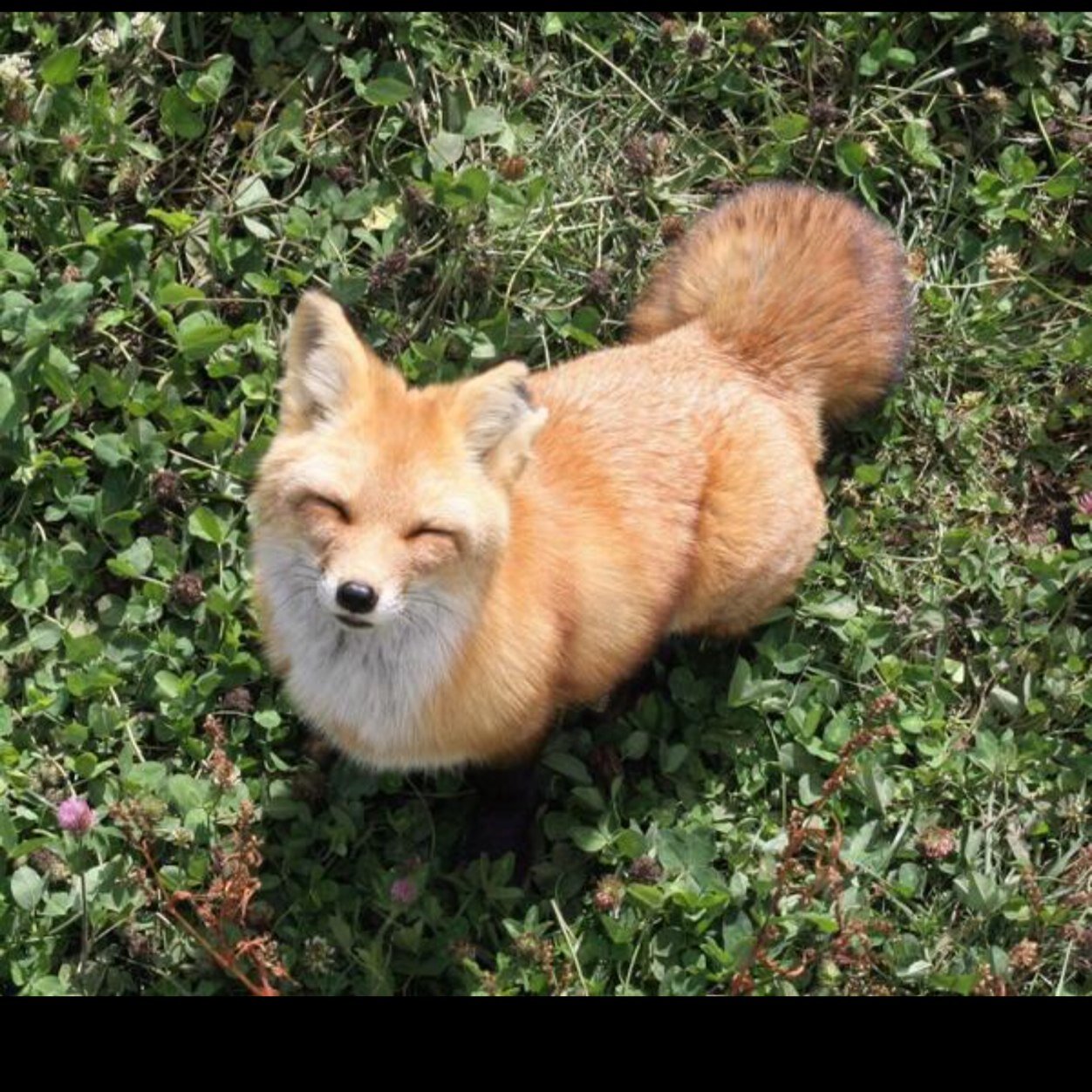 AnimaILove's profile picture. Love animals?