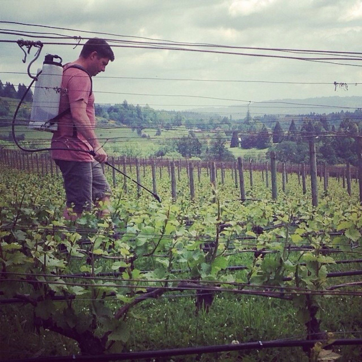 Owner, Winemaker Bergstrom Wines in Oregon's Northern Willamette Valley.