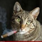 saaaammee's profile picture. 