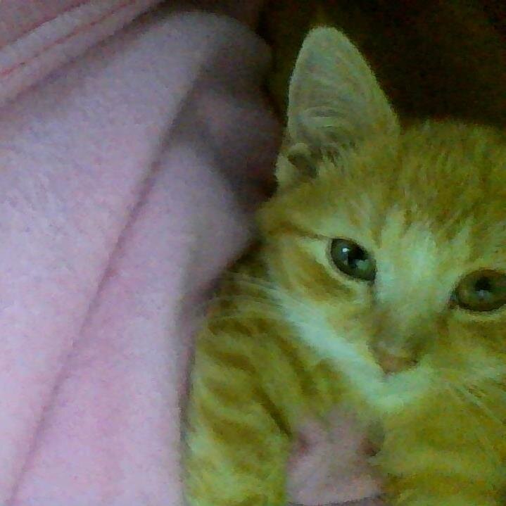 savanna0082's profile picture. I live in Atlanta Gerogia. I have a dog his name is Jack and a cat named Oliver.