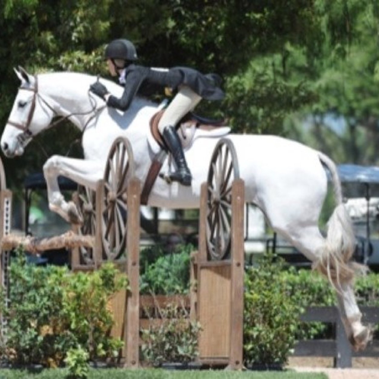 part time equestrian/full time guacamole enthusiast