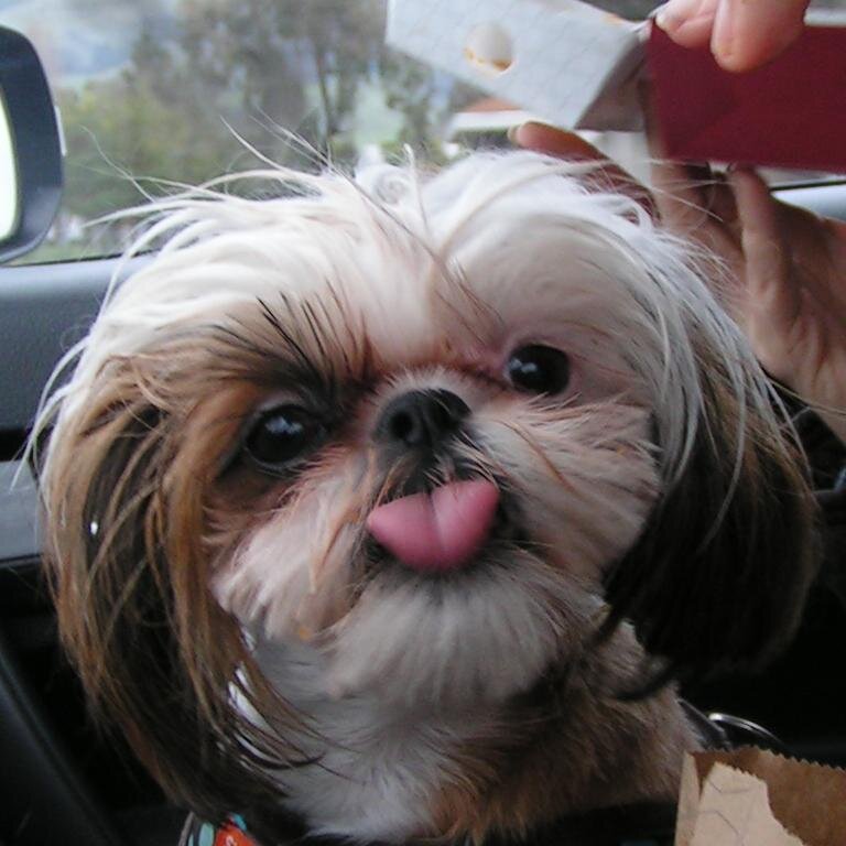 MarteePartee's profile picture. I love bacon, walks, sleeping, eating toilet paper and chap stick....oh yeah....  elvis.