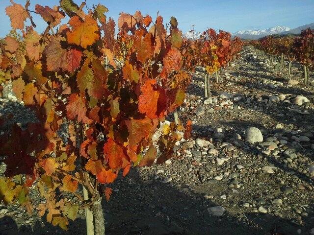 Mendocino, malo al futbol, bueno para el tinto con asado y amigos. Apasionado por el terroir, la montaña y mi flia. Viticultor en Doña Paula.