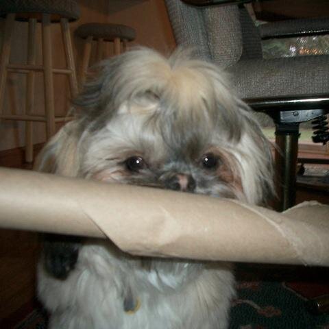 My Pack, the book, (based on true events), is the storey of me, Burney, a Hollywood Shitzu puppy.