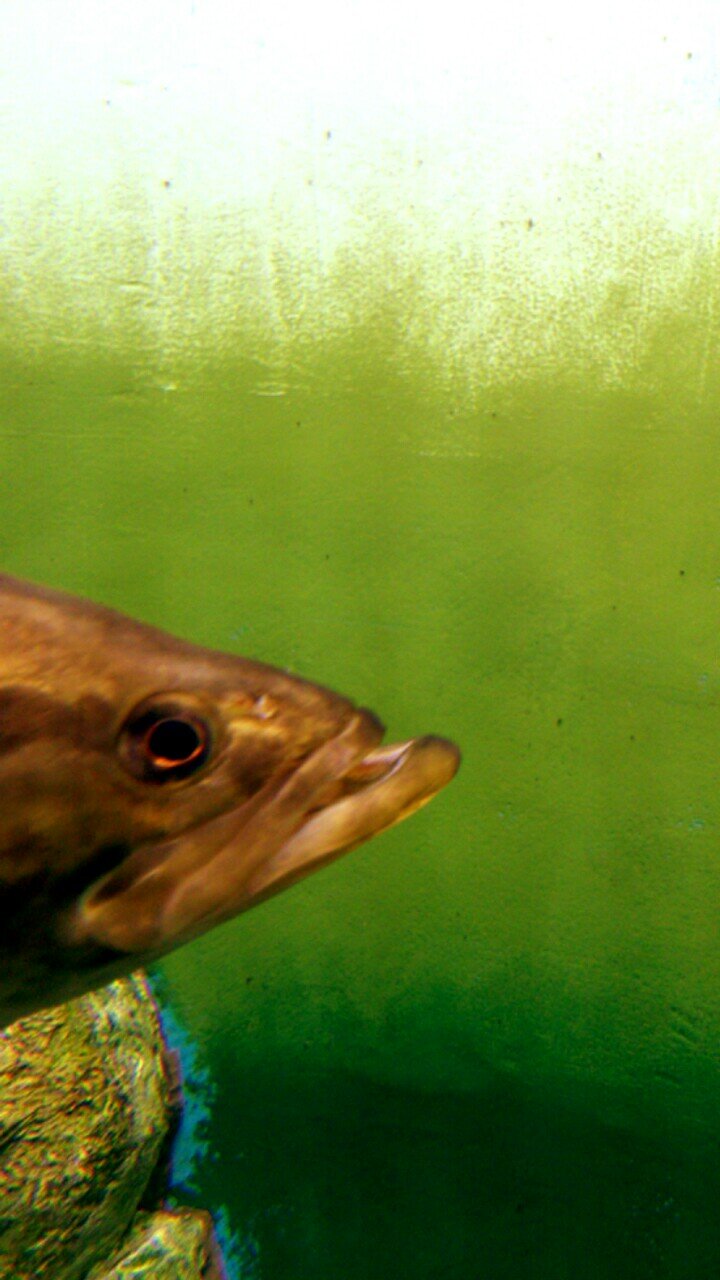 Dabohaze0919's profile picture. 日記のようなもの。