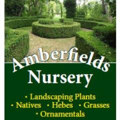 amberfieldsnurs's profile picture. 