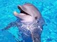 im a dolphin... thats it, thats aall