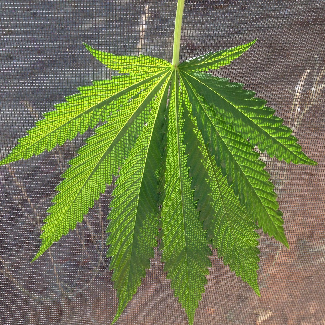 GoGreenGoHemp1's profile picture. Hi everyone I post Hemp facts!!! Also do tou want to make money with hemp? Click on the link below!!