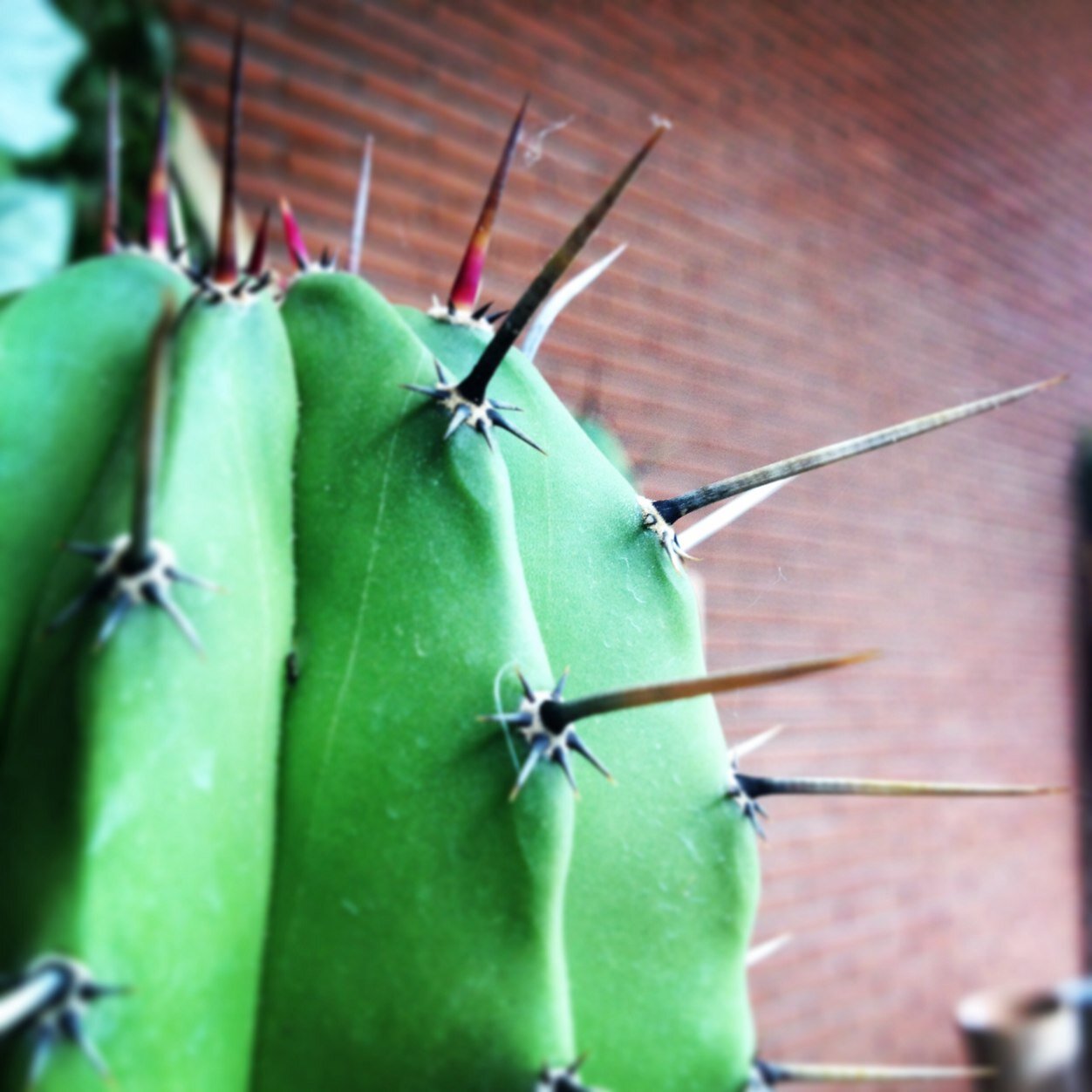 vitadacactus's profile picture. Sono una creatura #arcaica: sole, aria e acqua qb.