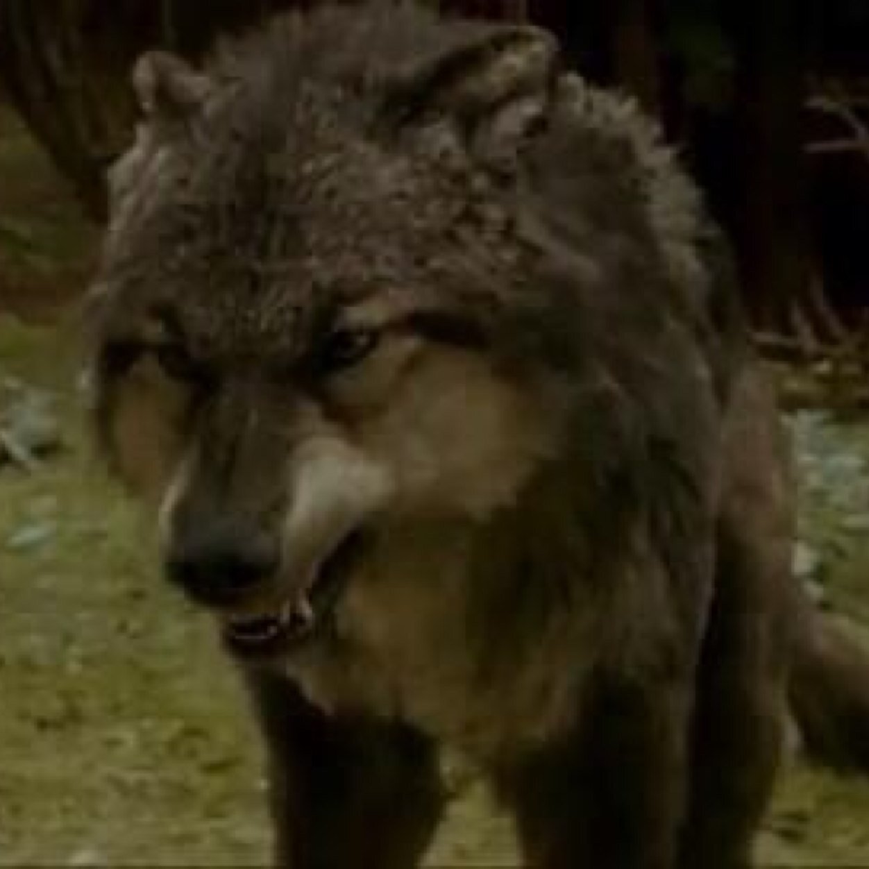 Im paul my pack is called the death pack, Can turn human, dont mess with me! So yes thats all really