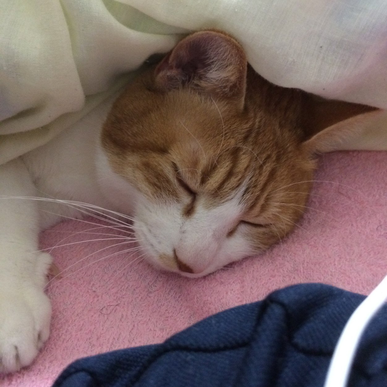 中大→院中退 ジャズ研OB/As→Ts/猫/ゲーム 千葉県在住