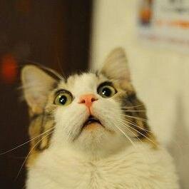 revengeofrocket's profile picture. Rocket ship builder