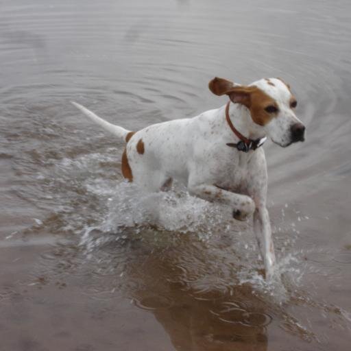 School of Education Glasgow University.Theory/philosophy  education, research methods, innovation for learning. With Millie (photo) by the sea when not working.