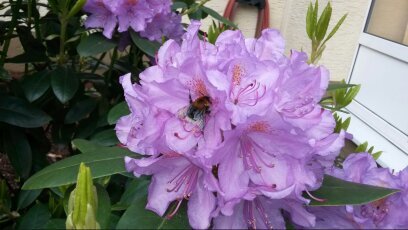 niceavida's profile picture. #wirschndczy