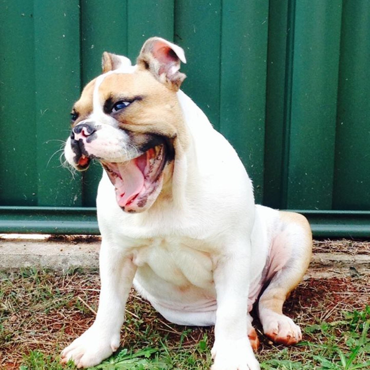 6 month old British bulldog fighting a severe heart condition. Loves squeaky toys, being a nutbag and food, food, food....and did I mention food :D