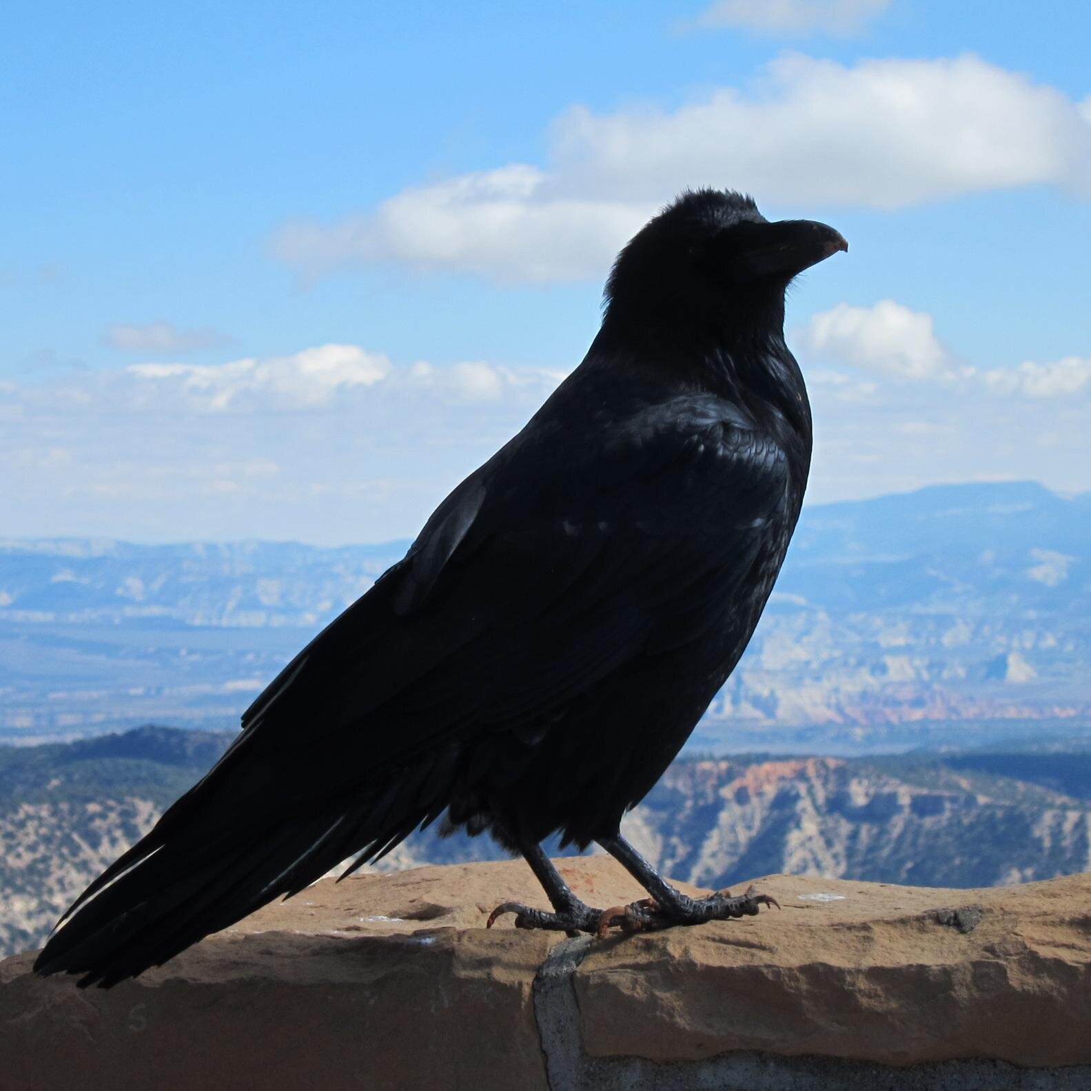 misstigrie87's profile picture. 