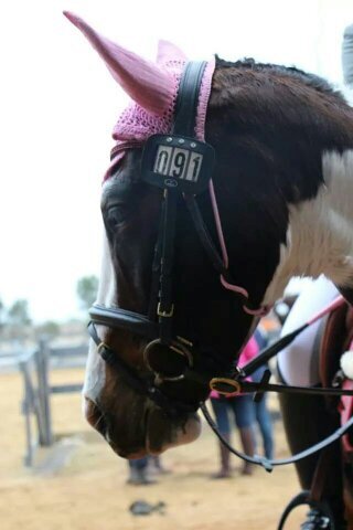 eventerrox's profile picture. Loves the Brumbies, Rabbitohs, Wallabies, my horses, all things equestrian AKA #WheelieLukes sidekick!!