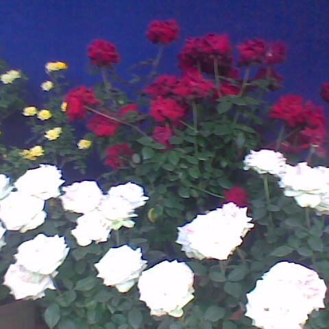 _bilwa's profile picture. 